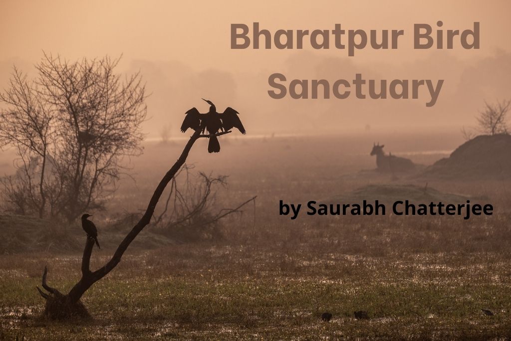 Bharatpur Bird Sanctuary / Keoladeo National Park by Ssaurabh A Chatterjee