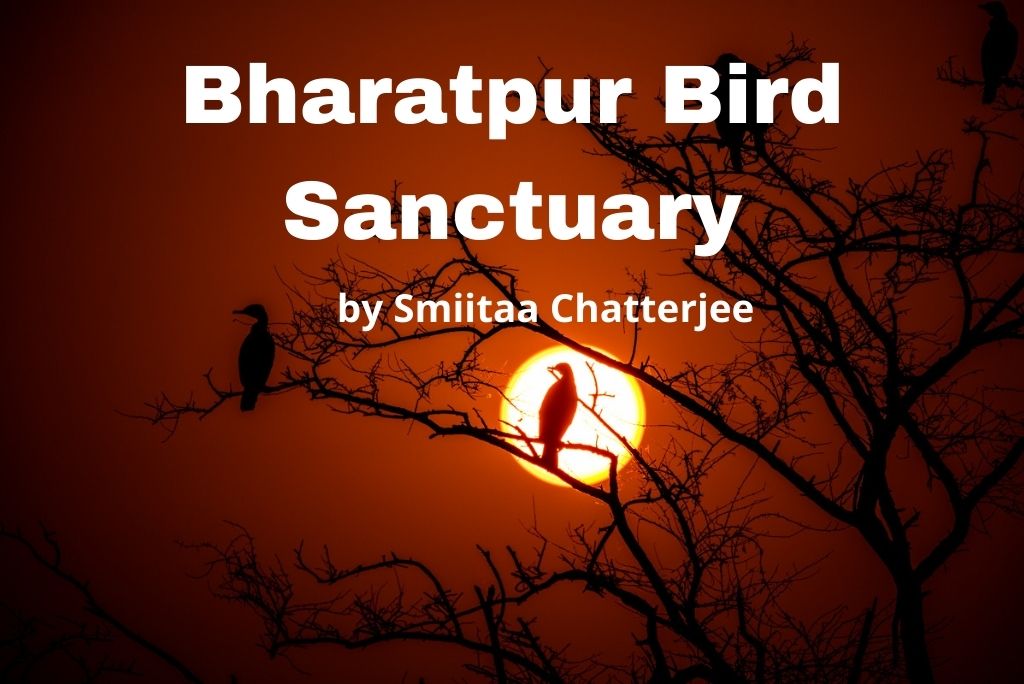 Bharatpur Bird Sanctuary / Keoladeo National Park