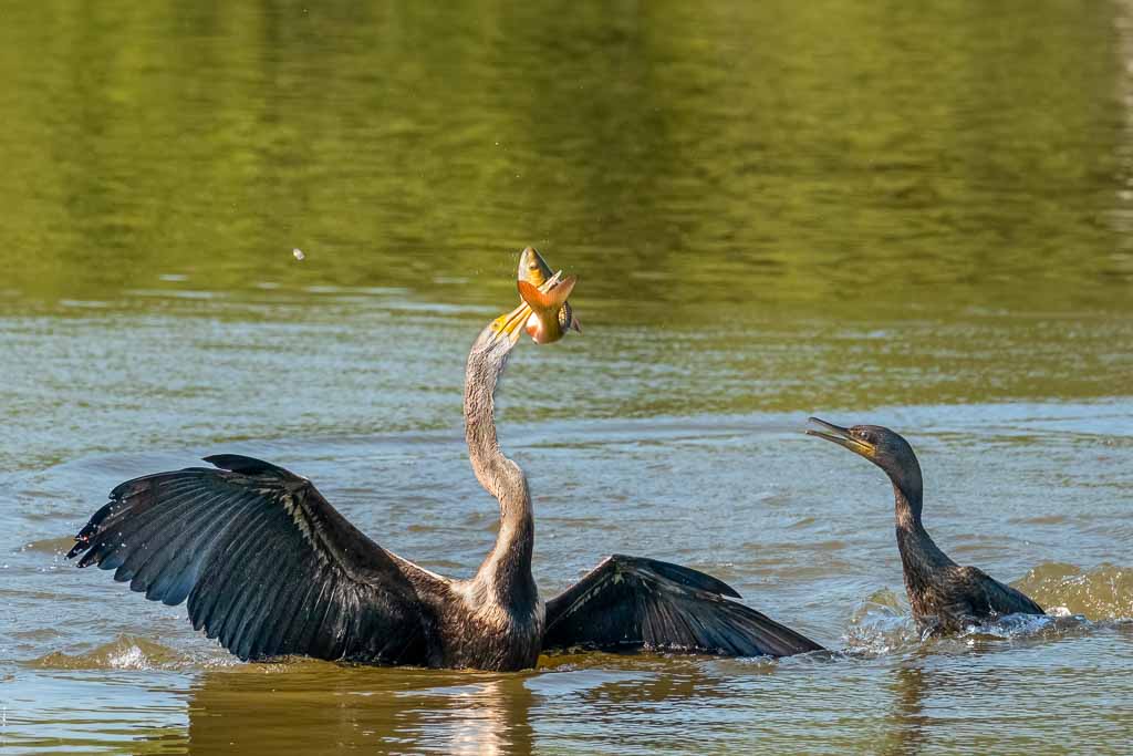 Bird Photography Tour - Bharatpur